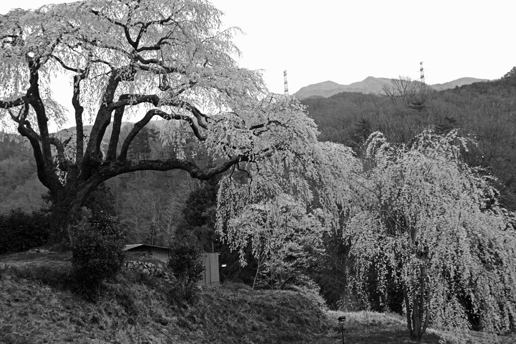 笹見平のしだれ桜　IMGP4532zz