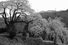 笹見平のしだれ桜　IMGP4532zz