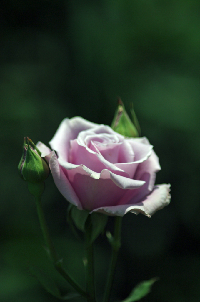 薔薇一輪