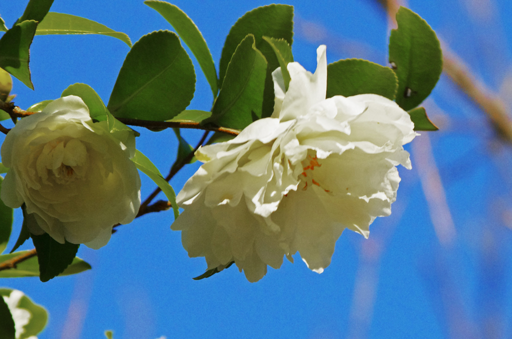 山茶花_IMG4750zz