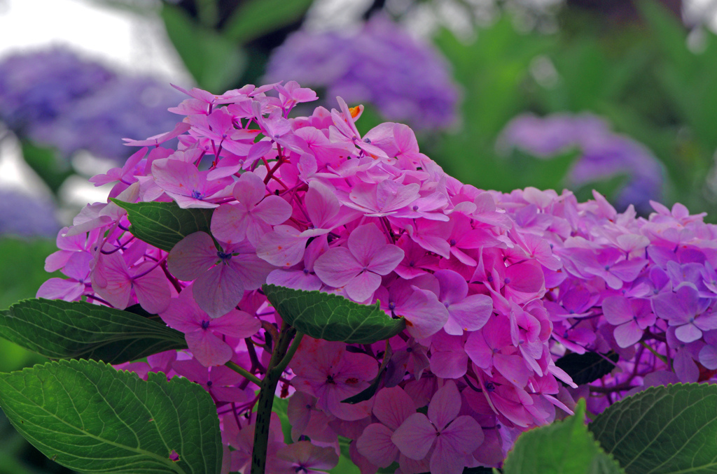 輝く花　IMG1445zz
