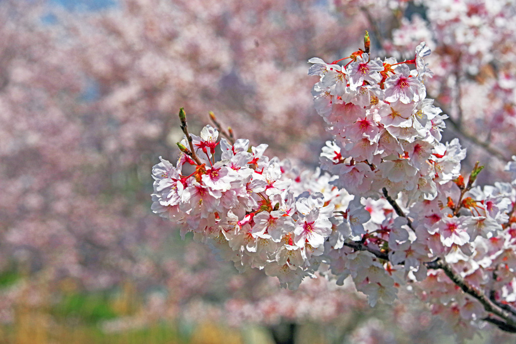 はるうらら　IMGP4353zz