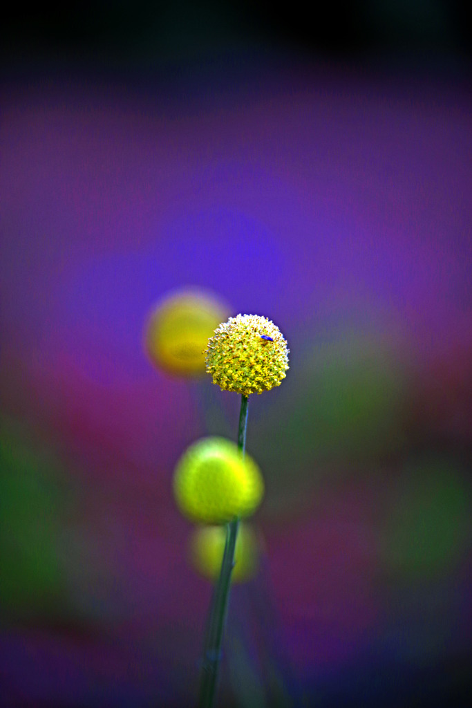 ウイスキーボンボン　IMGP8194zz