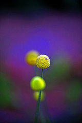 ウイスキーボンボン　IMGP8194zz