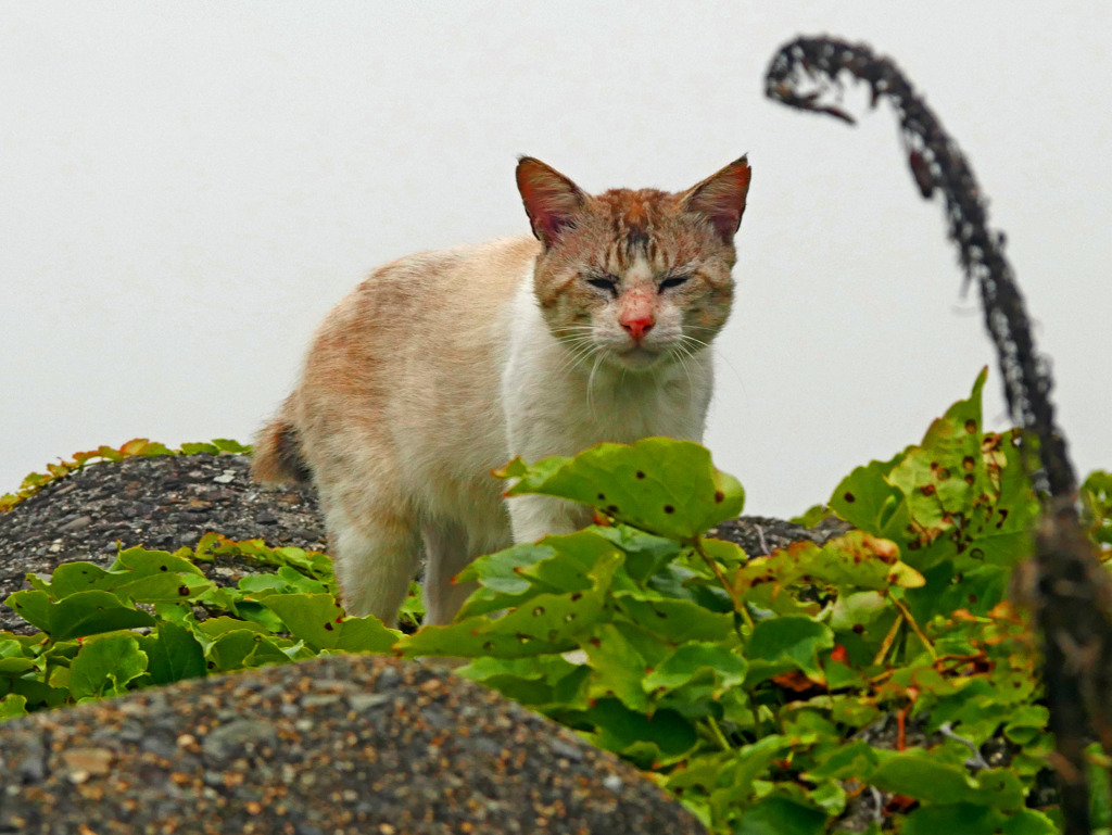 不機嫌そうな猫　P1310451z