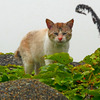 不機嫌そうな猫　P1310451z