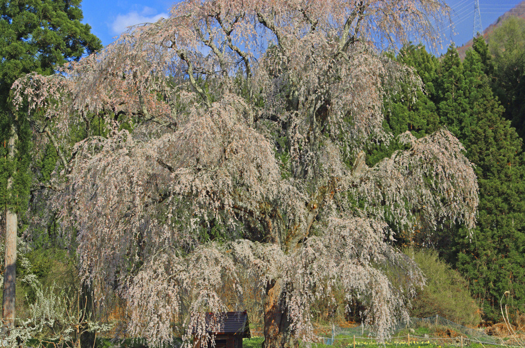 一本桜　_IGP0038zz