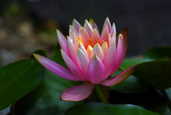 温帯睡蓮　P1086465zz