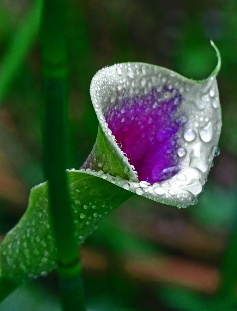 雨上りの朝　P1190869z