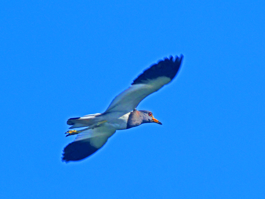 ケリ飛翔　P1200113zz