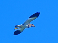 ケリ飛翔　P1200113zz