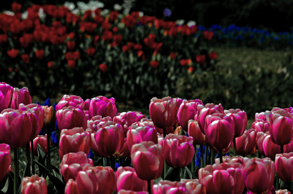 Red tulips　IMGP6180zz