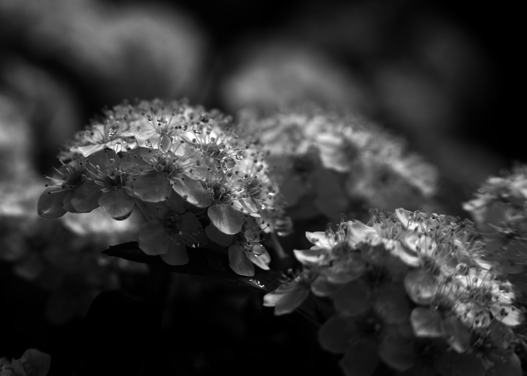 雨上がり　P1180448zz