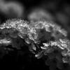 雨上がり　P1180448zz