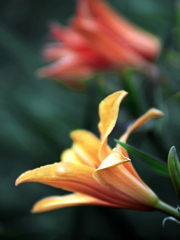 ノカンゾウの花　IMGP3924zz