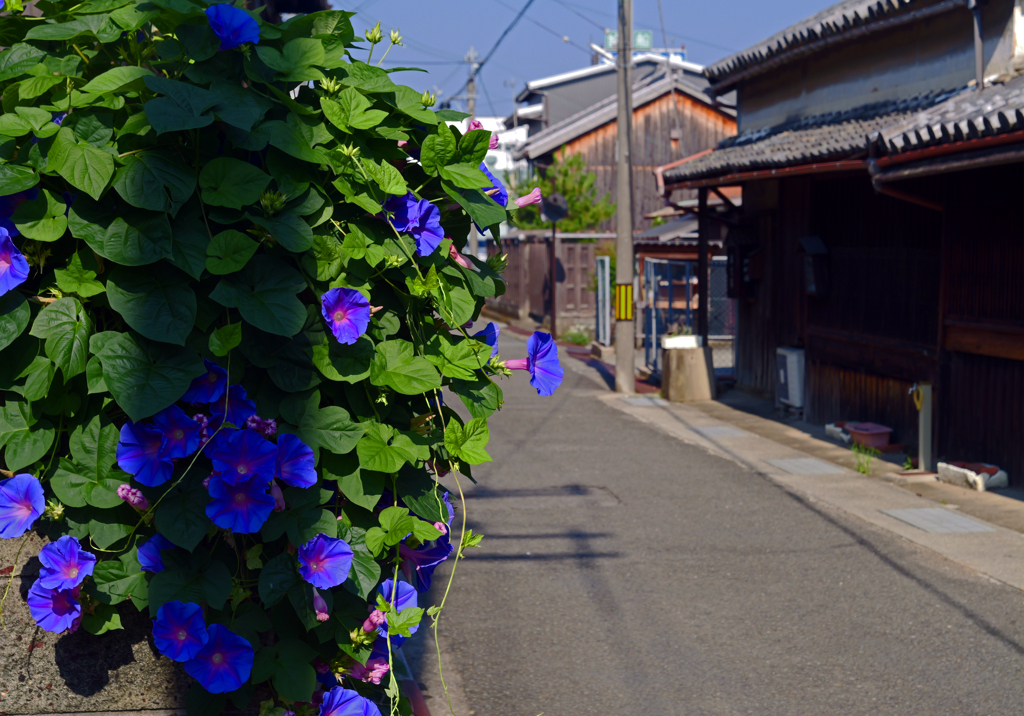 朝の陽と影Ⅲ　P1087830zz
