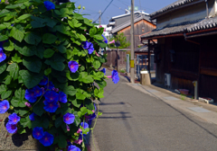 朝の陽と影Ⅲ　P1087830zz