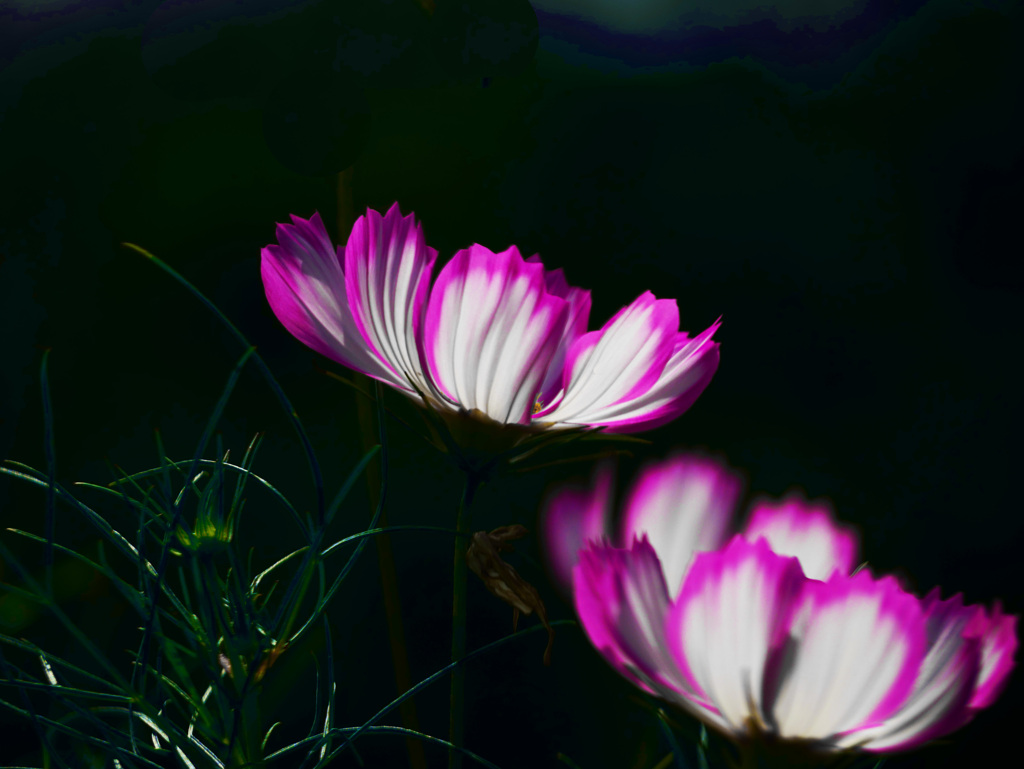 木洩れ日の中でⅢ　P1350996zz