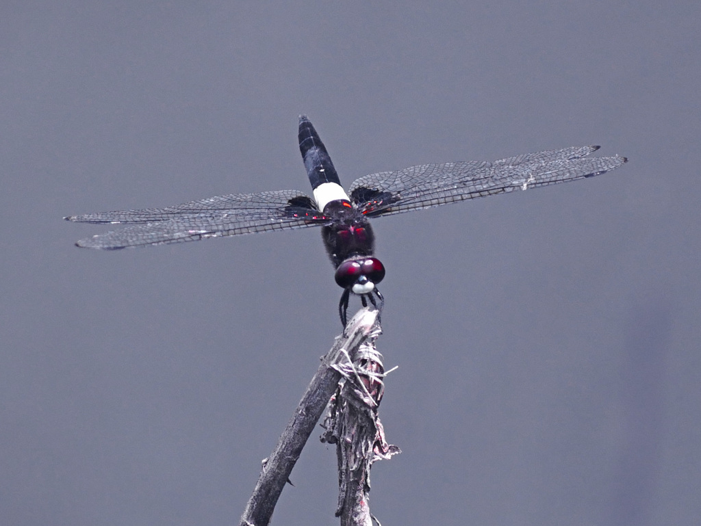 コシアキトンボ　P1310240zz