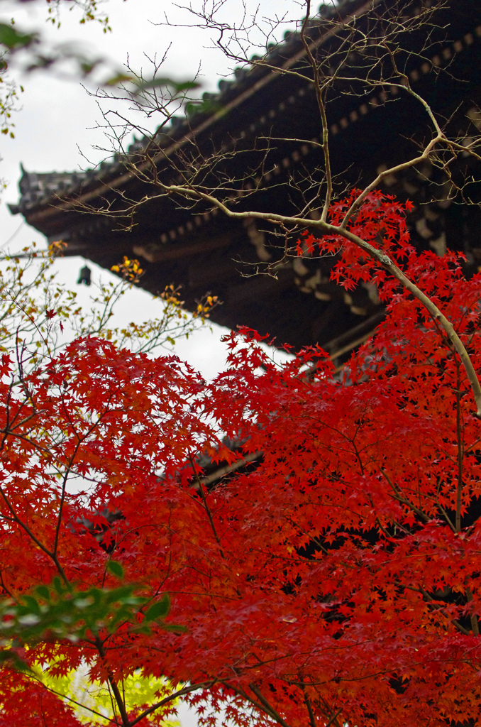 真如堂秋景　IMG2455zz