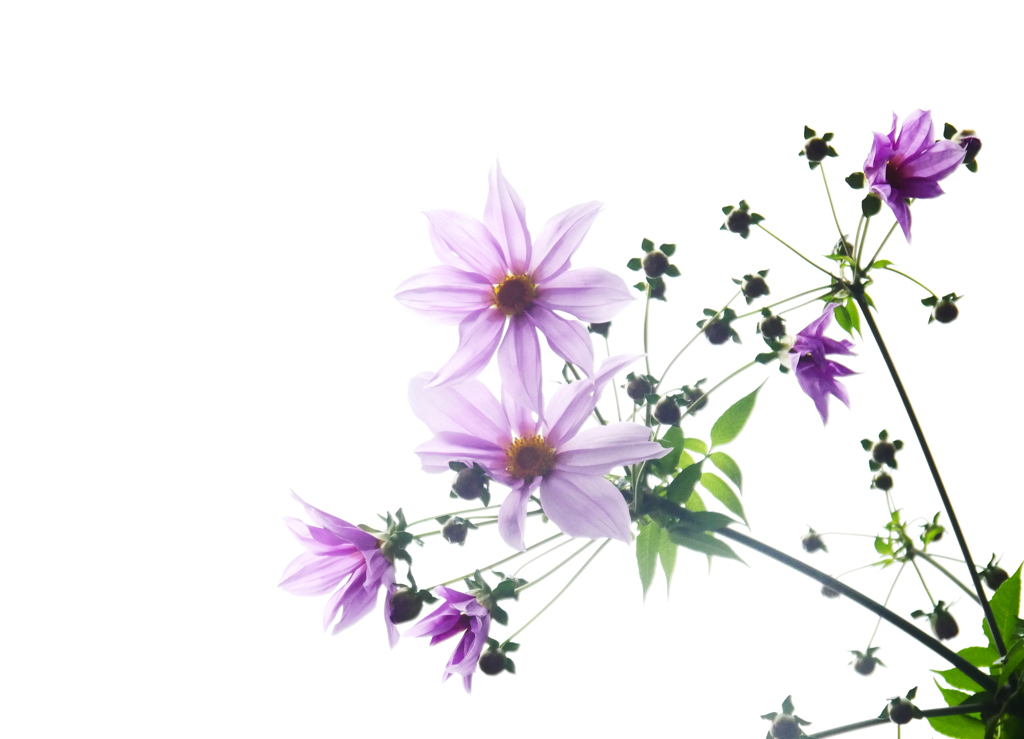 皇帝ダリアが咲きました　P1490303zz