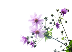 皇帝ダリアが咲きました　P1490303zz