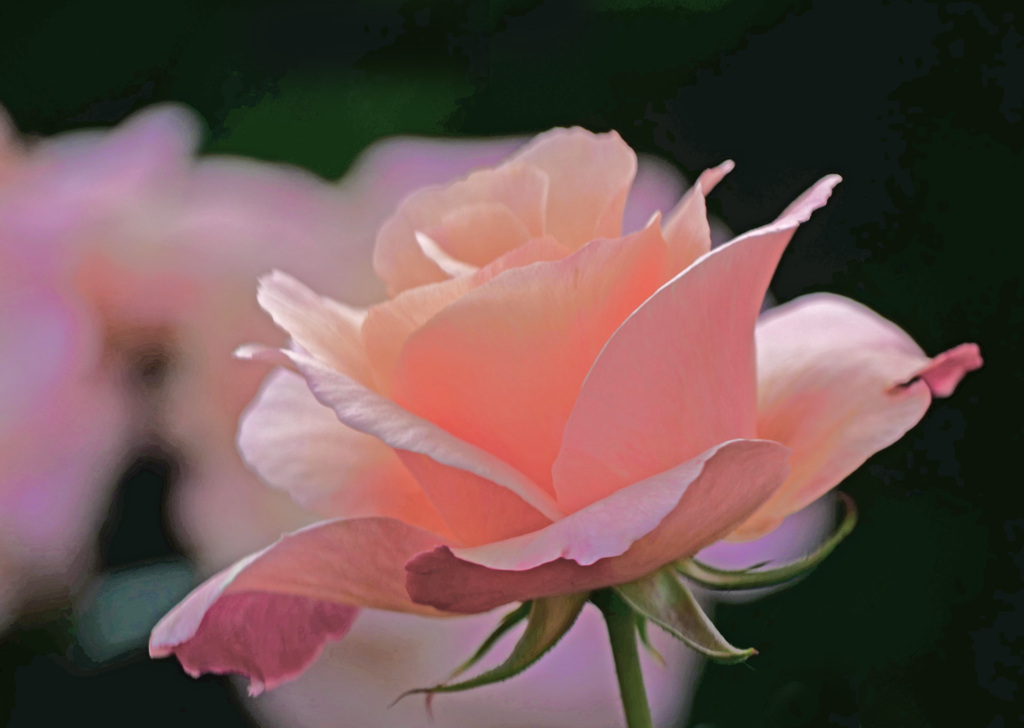 秋薔薇　P1500032zz