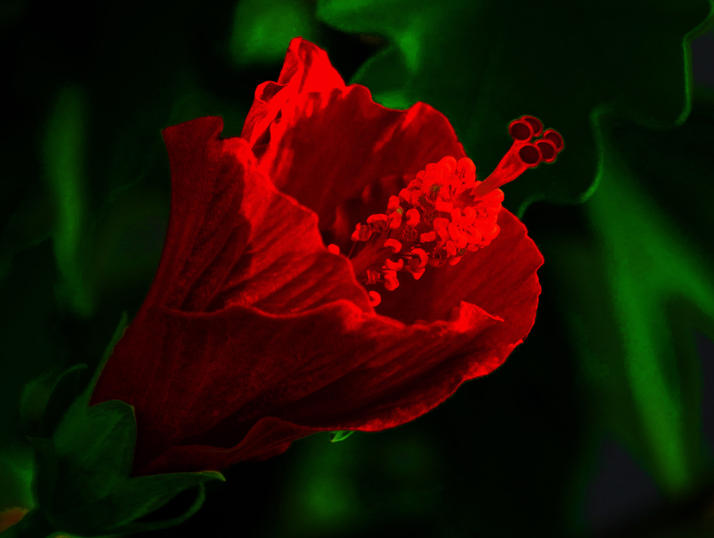 真夏の夜の夢　P1610376zz