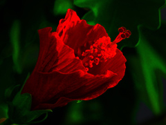 真夏の夜の夢　P1610376zz