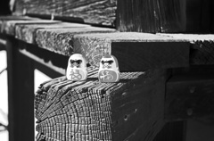 だるまみくじ　IMGP0029zz