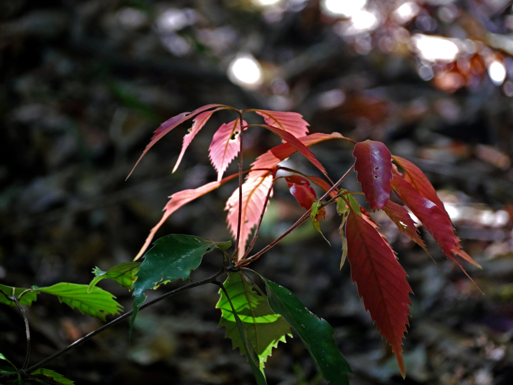 木洩れ日に輝く春若葉　P1160891zz
