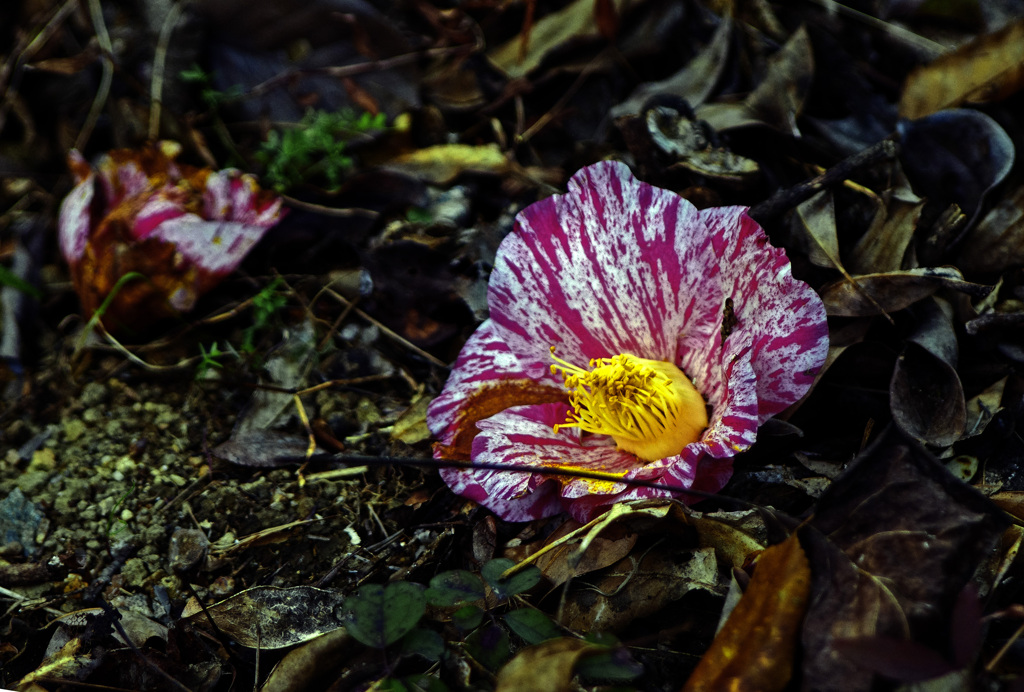 落ちてなお美しく　IMG0651zz