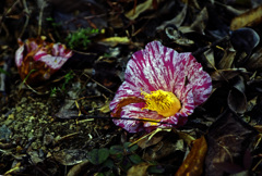 落ちてなお美しく　IMG0651zz