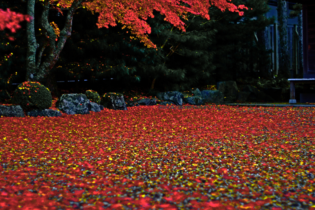 赤い絨緞　IMGP0178zz
