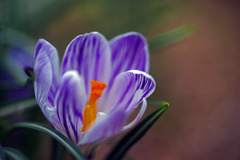 クロッカスの花　IMGP3431zz