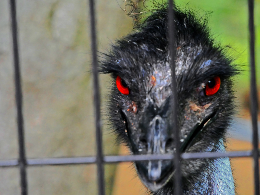 やはり鳥の祖先は恐竜であった　P1700024zz