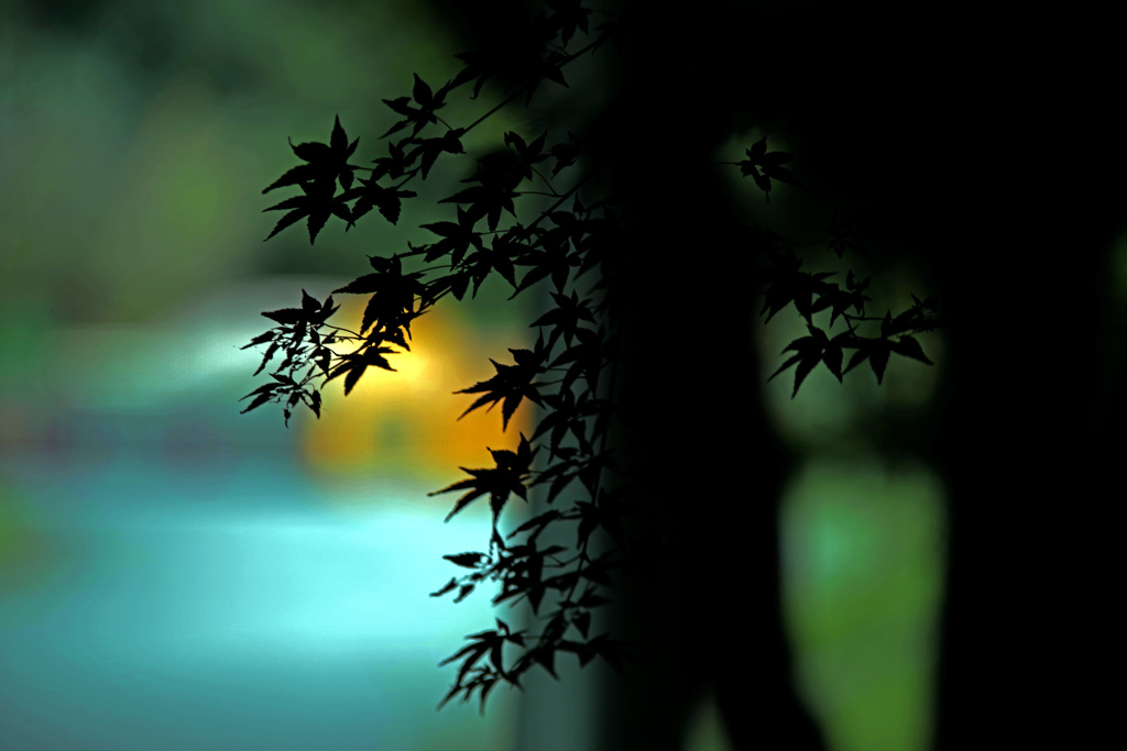 シルエット椛　IMGP8981zz