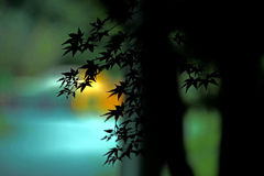 シルエット椛 IMGP8981zz シルエット椛 IMGP8981zz