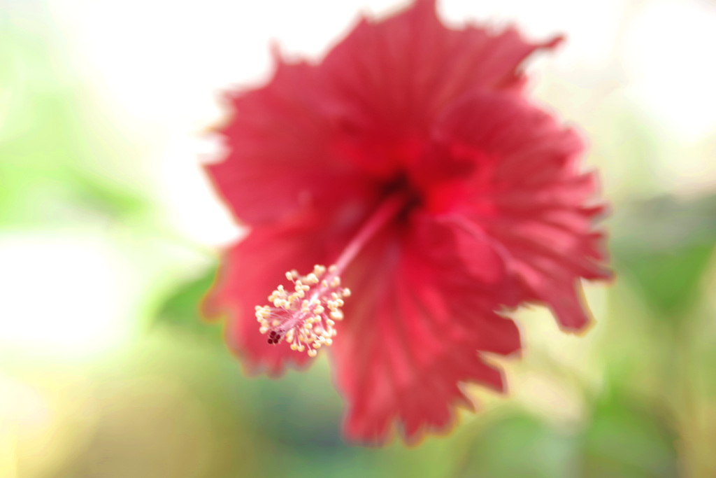 赤いハイビスカス　IMGP9780zz
