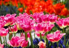 赤いチューリップDSC02857zz