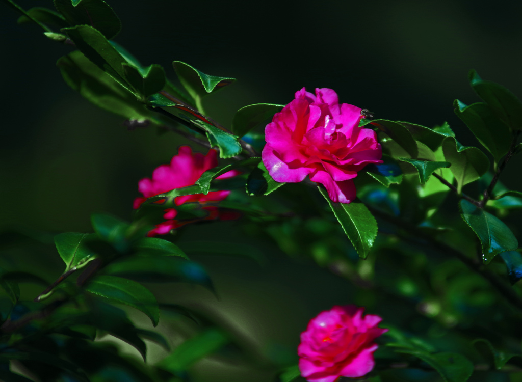 山茶花の垣　IMGP0873zz