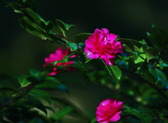 山茶花の垣　IMGP0873zz