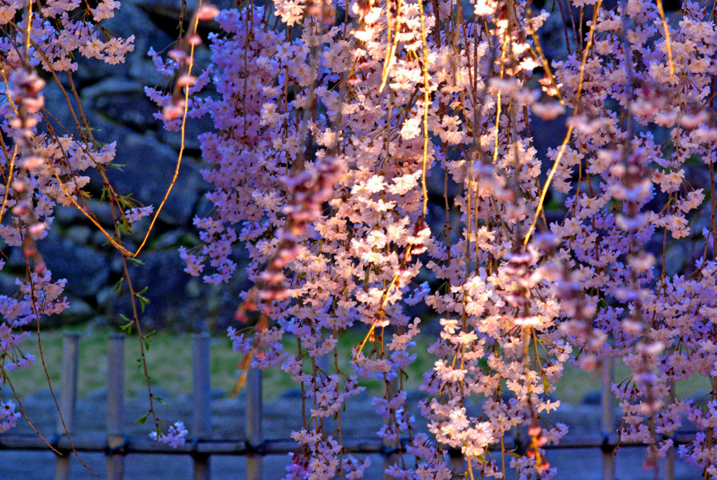 小諸の夜桜　IMGP9171zz