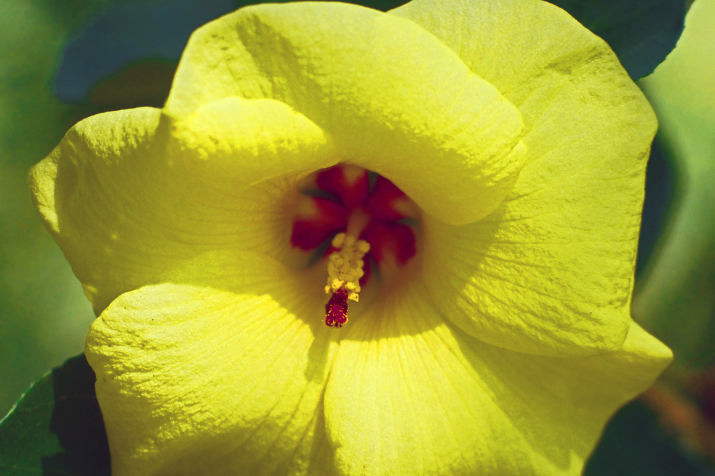 ハマボウの花　P1210038zz