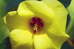 ハマボウの花　P1210038zz