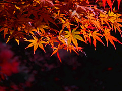 秋 輝く　P1500101zz