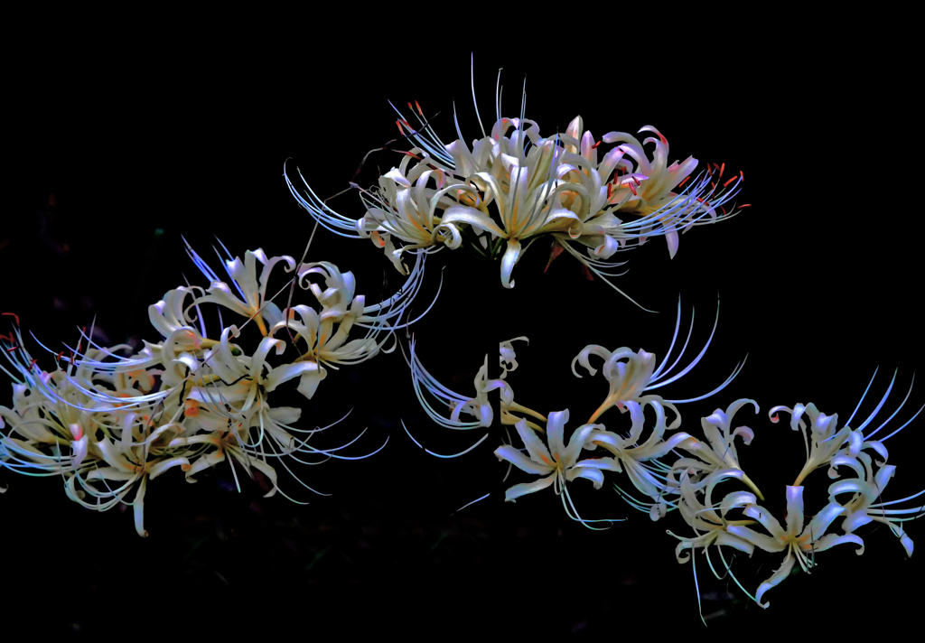 妖艶な花　P1700441zzz
