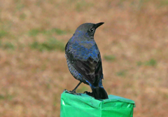 つぶらな瞳　P1810070