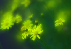 野に咲く花(ソフトフォーカス)　IMGP8550zz