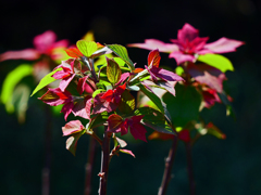 芽吹きの春　P1140213zz